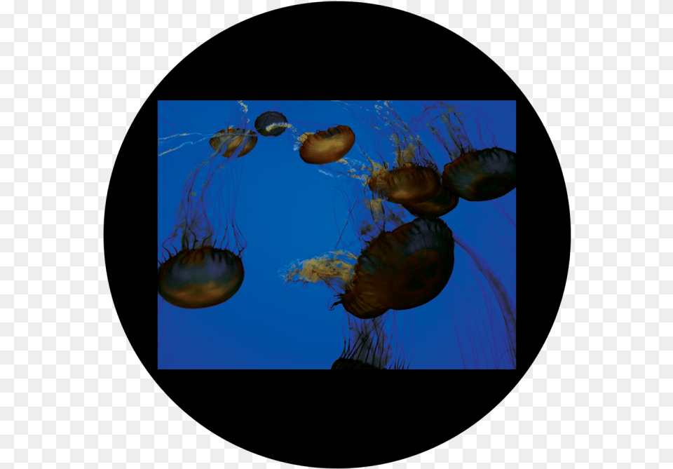 D Antonakos Jellyfish Jellyfish, Aquatic, Water, Animal, Sea Life Free Png