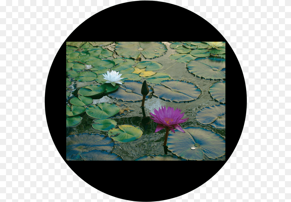 D Antonakos Lily Pad Apollo Design Csds 8003 Lily Pad By D Antonakos Colourscenic, Flower, Plant, Pond Lily, Petal Free Png