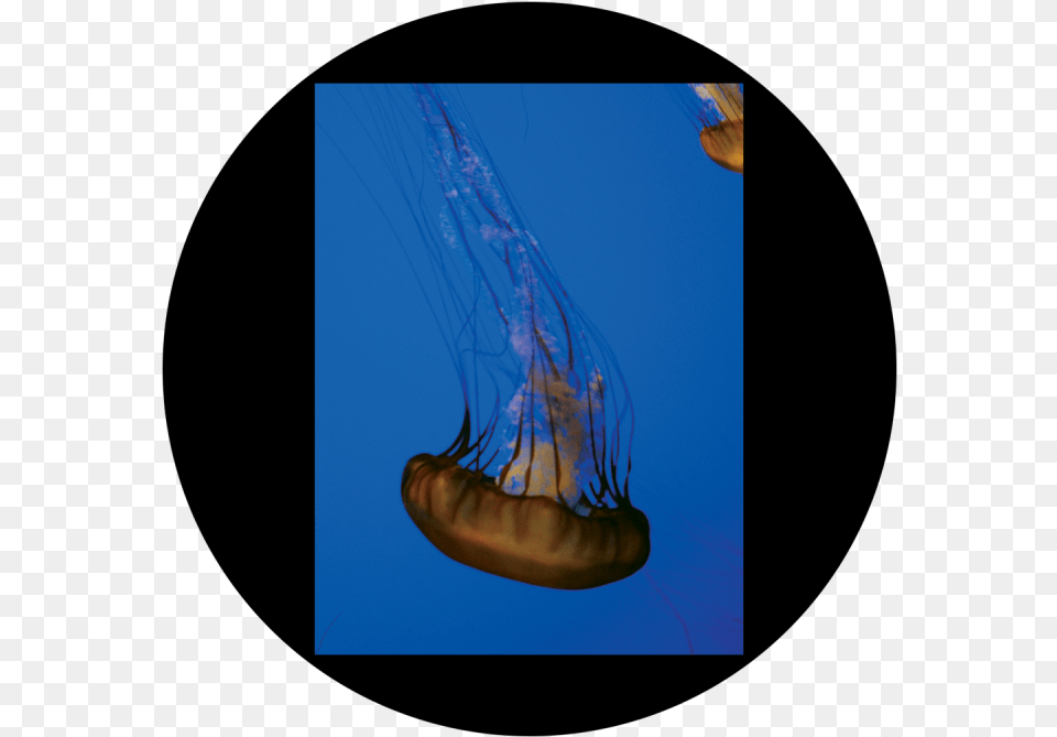 D Antonakos Single Jellyfish Jellyfish, Animal, Sea Life, Invertebrate, Aquatic Free Png Download