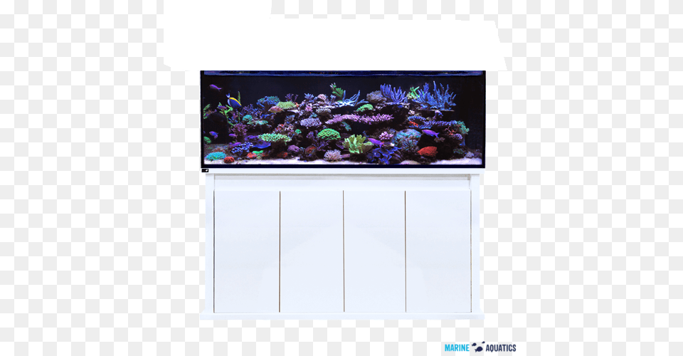 D D Reef Pro 1500s Reef Aquarium, Animal, Sea Life, Water, Fish Free Png Download