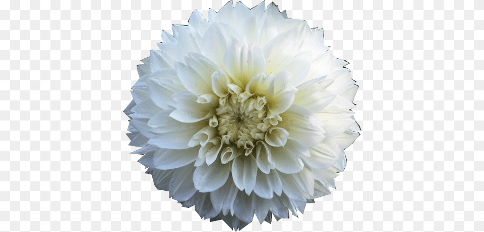 D Dahlia, Flower, Plant Png Image