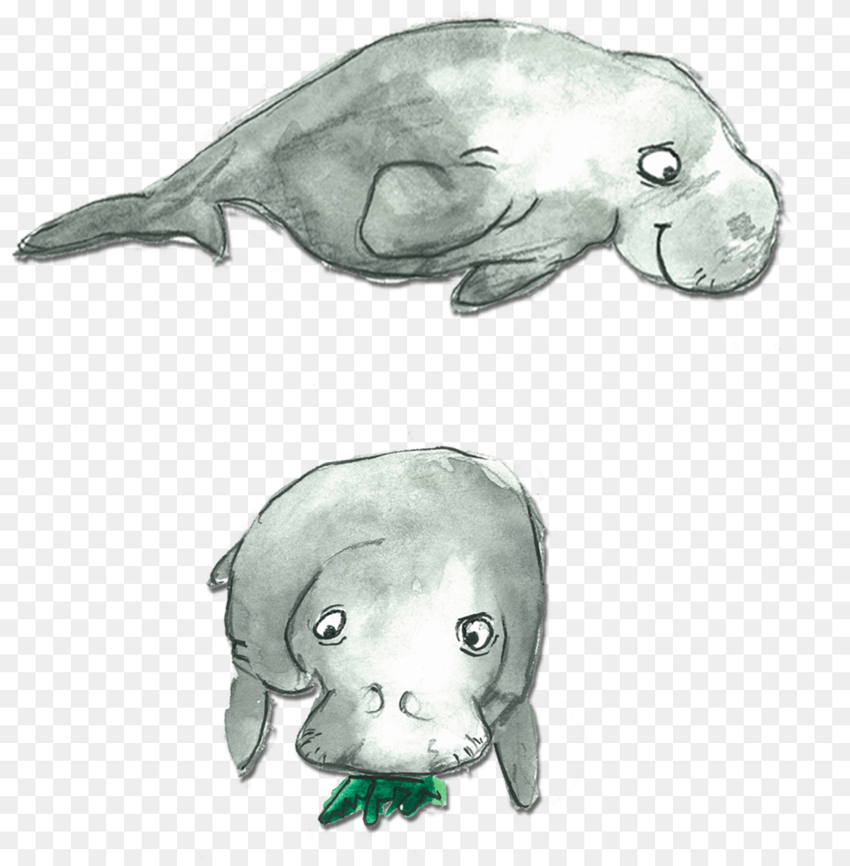 D Dugong Sketch, Animal, Mammal, Baby, Face Png Image