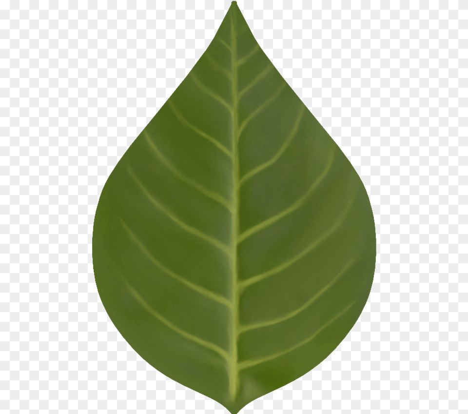 D Eq Folha Houseplant, Leaf, Plant Free Png