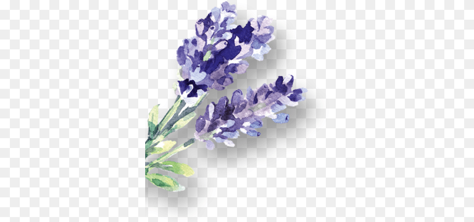 D Lavendelsprizz Links Neu English Lavender, Flower, Plant Png Image