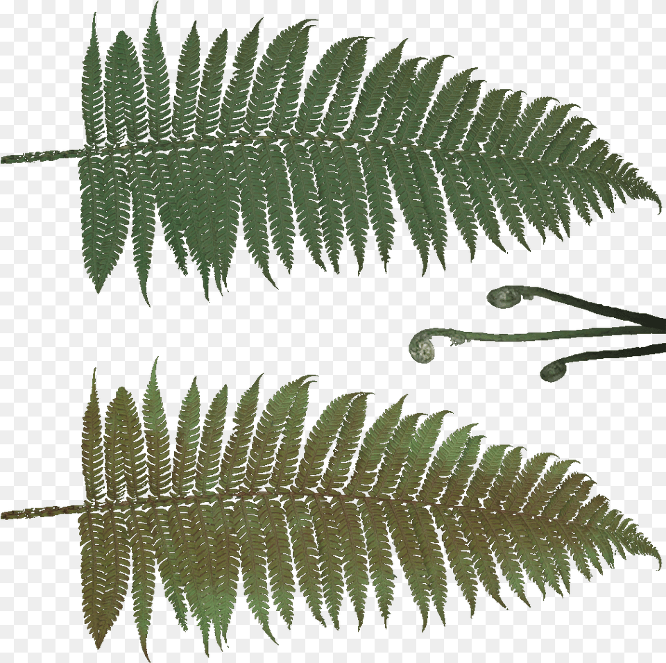 D Ostrich Fern, Plant, Leaf Png