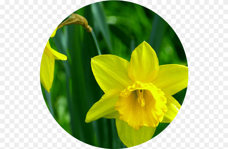 D Une Jonquille, Daffodil, Flower, Plant Free Png