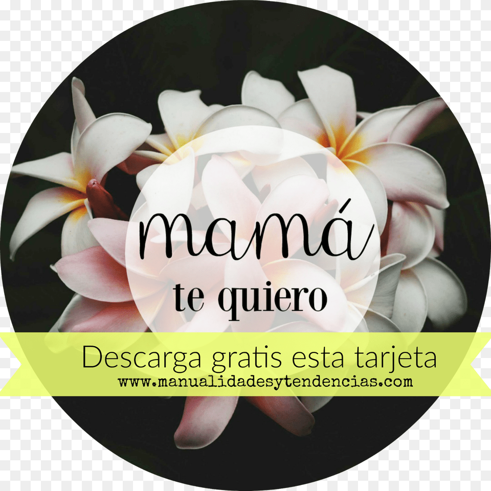 Da De La Madre Everything I Left Behind Book, Flower, Petal, Plant Png