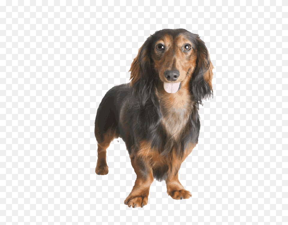 Dachshund, Snout, Animal, Canine, Dog Free Png Download
