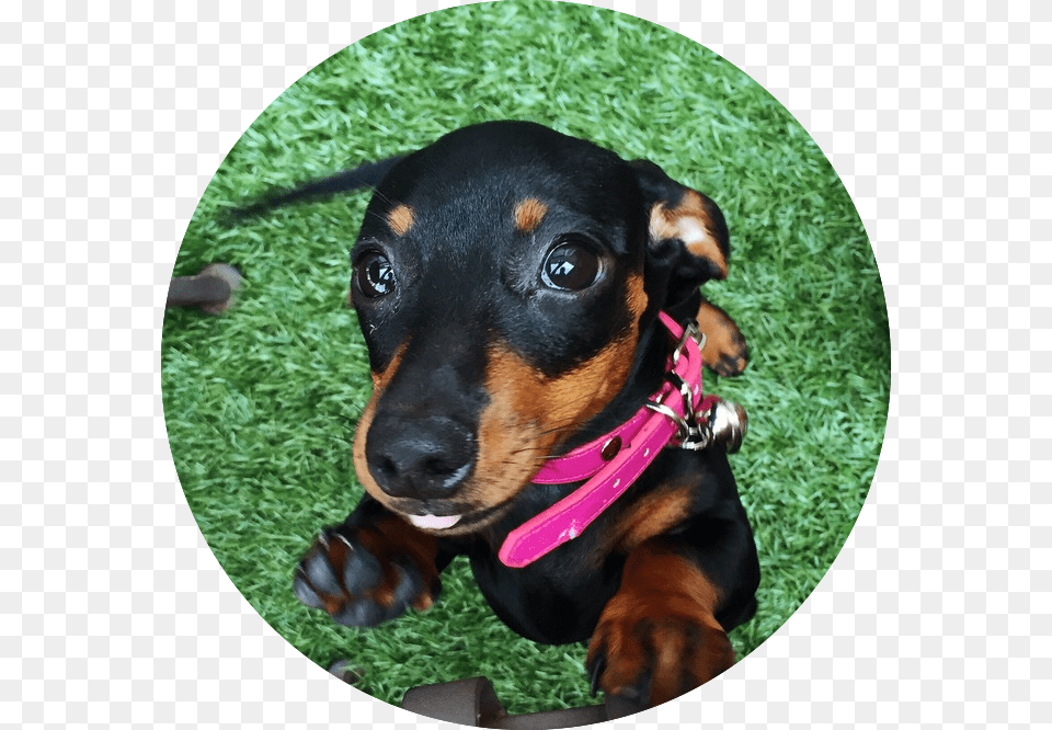 Dachshund, Puppy, Animal, Canine, Dog Png Image