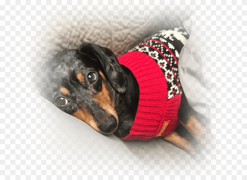 Dachshund, Hat, Cap, Clothing, Pet Free Png Download