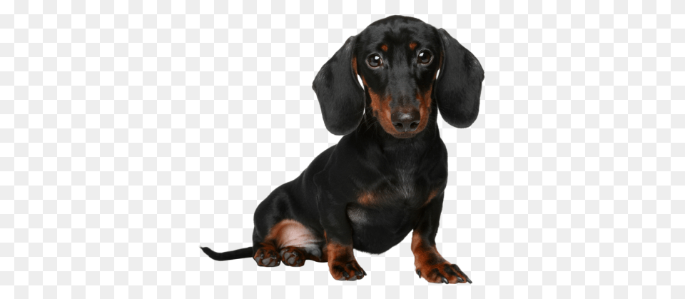 Dachshund, Animal, Canine, Dog, Mammal Png Image