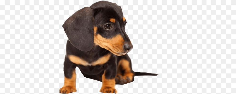 Dachshund, Animal, Canine, Dog, Hound Png