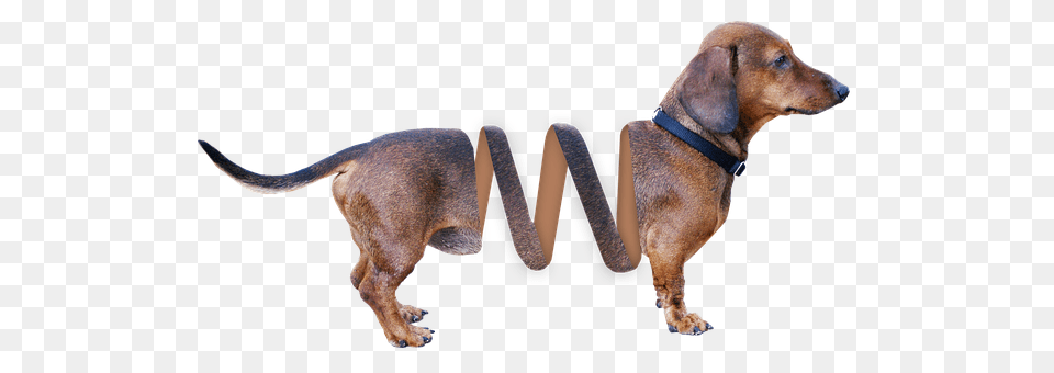 Dachshund Accessories, Snout, Strap, Animal Png Image