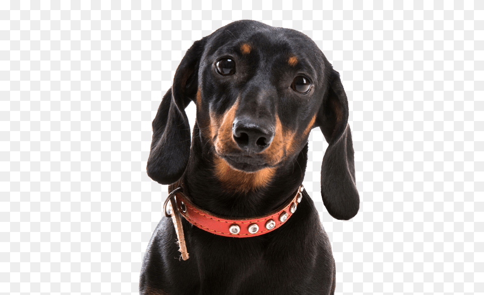 Dachshund, Accessories, Animal, Canine, Dog Png
