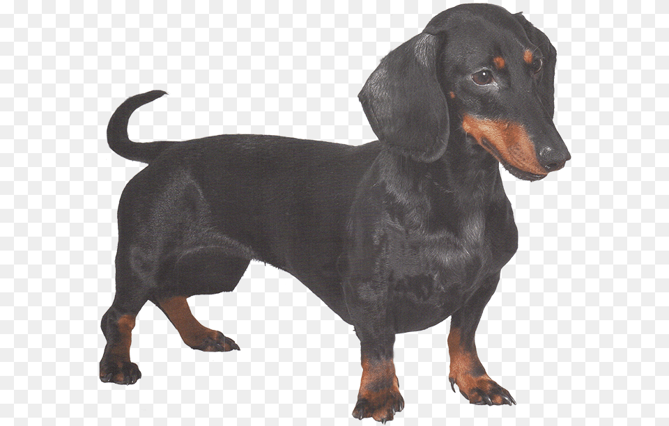 Dachshund, Snout, Animal, Canine, Dog Free Png Download