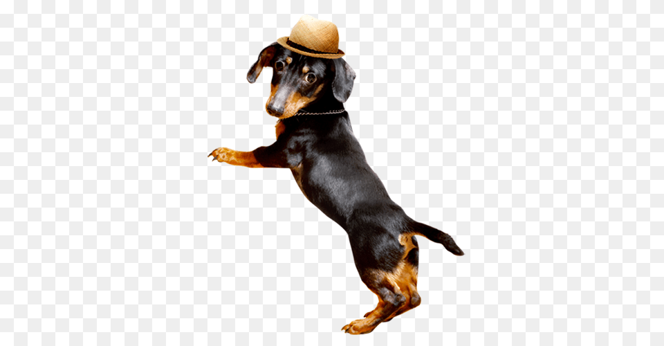 Dachshund, Clothing, Hat, Animal, Canine Free Png Download