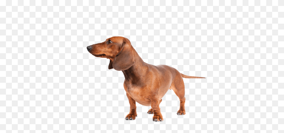 Dachshund, Snout, Animal, Canine, Dog Png