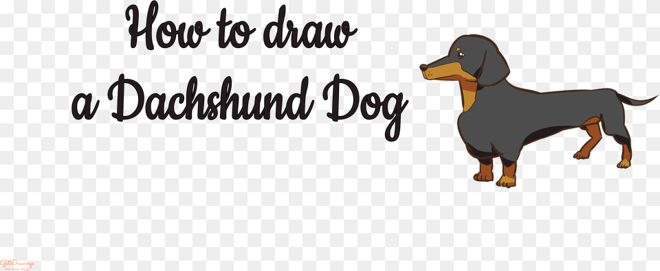 Dachshund, Animal, Canine, Dog, Mammal Free Png Download