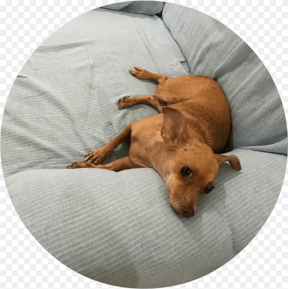 Dachshund, Animal, Canine, Dog, Mammal Png