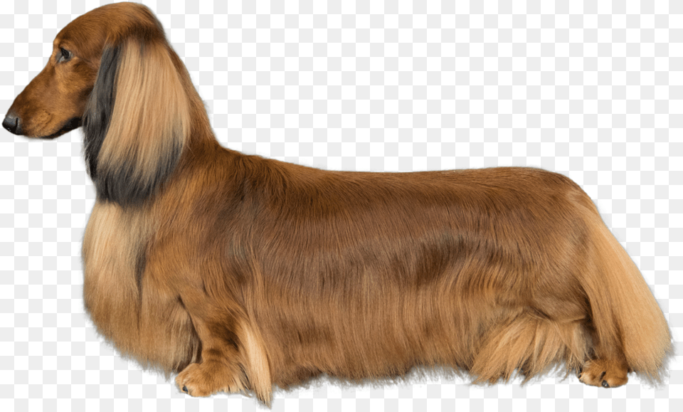 Dachshund, Animal, Canine, Dog, Hound Png Image