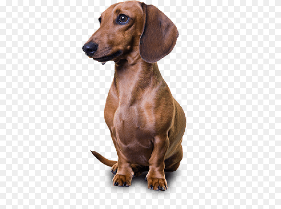 Dachshund, Snout, Animal, Canine, Dog Png