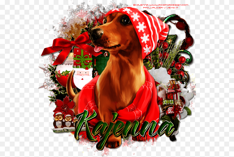 Dachshund, Envelope, Greeting Card, Mail, Adult Png