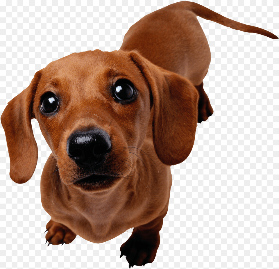 Dachshund, Animal, Canine, Dog, Mammal Free Png Download