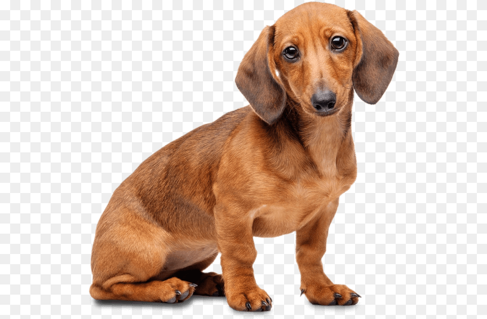 Dachshund, Animal, Canine, Dog, Hound Png