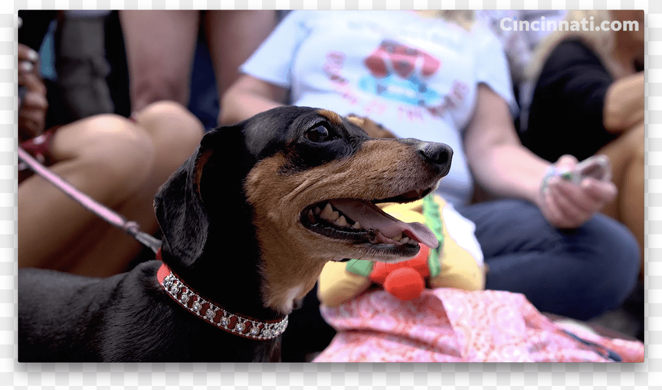 Dachshund Free Png