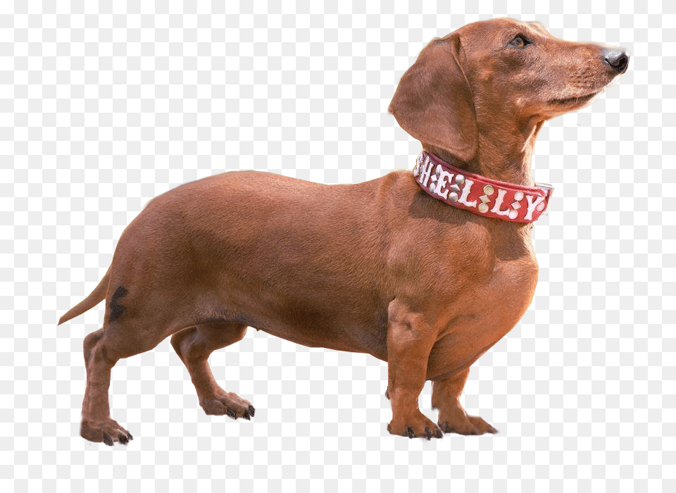 Dachshund, Accessories, Snout, Animal, Canine Png