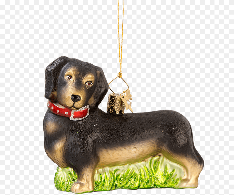 Dachshund, Accessories, Animal, Canine, Dog Png Image