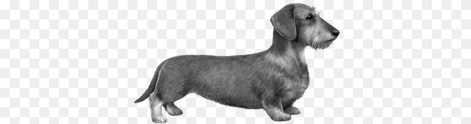 Dachshund, Animal, Canine, Dog, Mammal Free Transparent Png