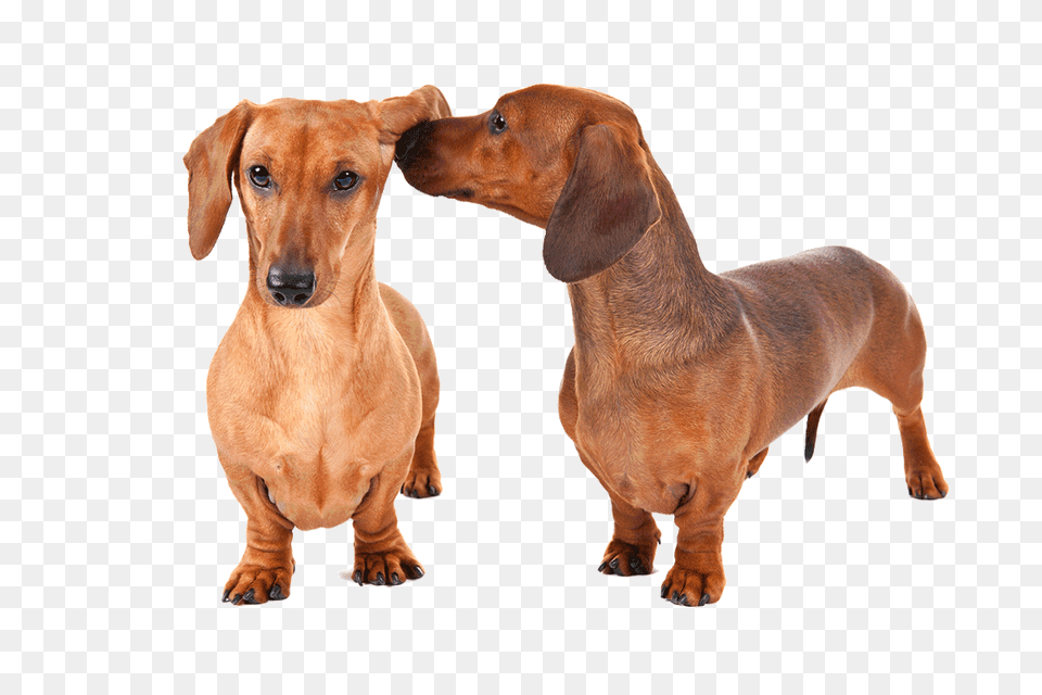 Dachshund, Snout, Animal, Canine, Dog Free Transparent Png