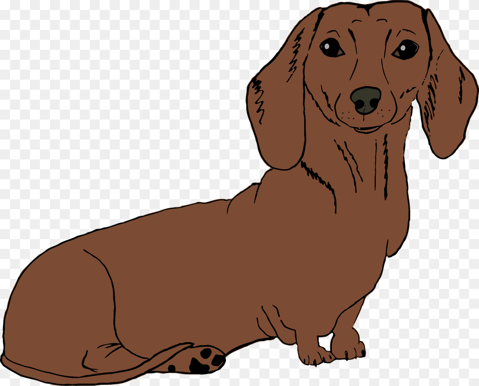 Dachshund, Snout, Adult, Female, Person Png Image