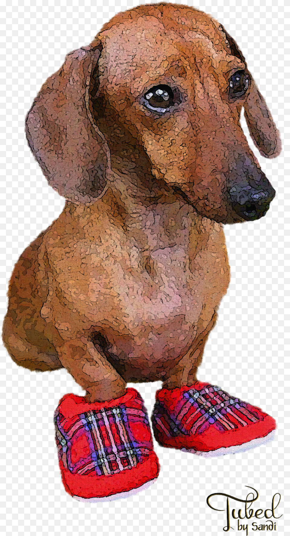 Dachshund, Clothing, Footwear, Shoe, Person Free Png
