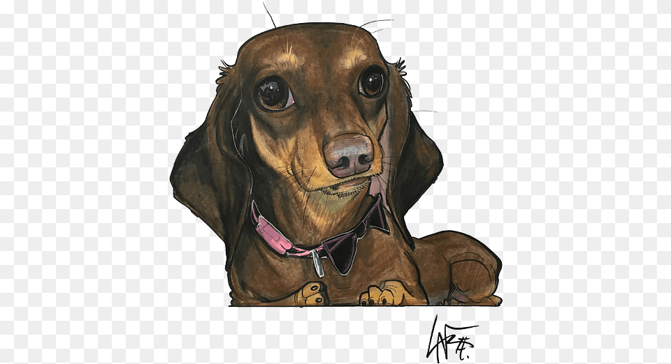 Dachshund, Animal, Pet, Mammal, Hound Free Transparent Png