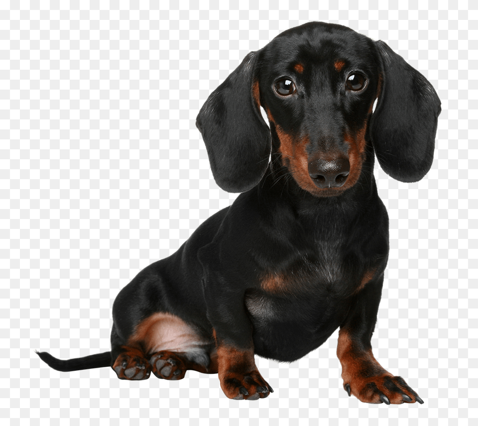 Dachshund, Snout, Animal, Canine, Dog Png Image