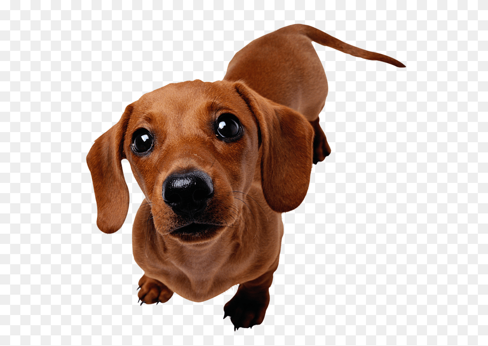 Dachshund, Animal, Canine, Dog, Mammal Png