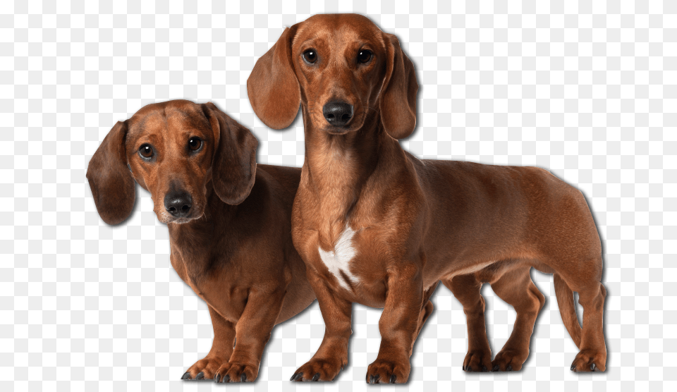 Dachshund, Snout, Animal, Canine, Dog Free Png Download