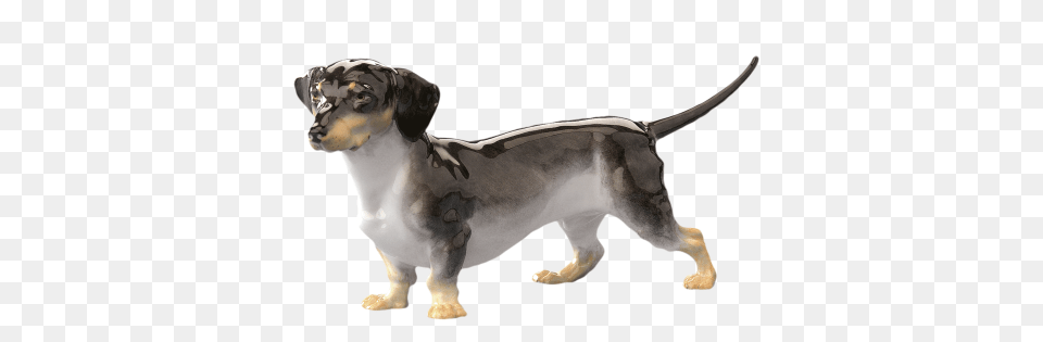 Dachshund, Animal, Canine, Dog, Mammal Free Transparent Png