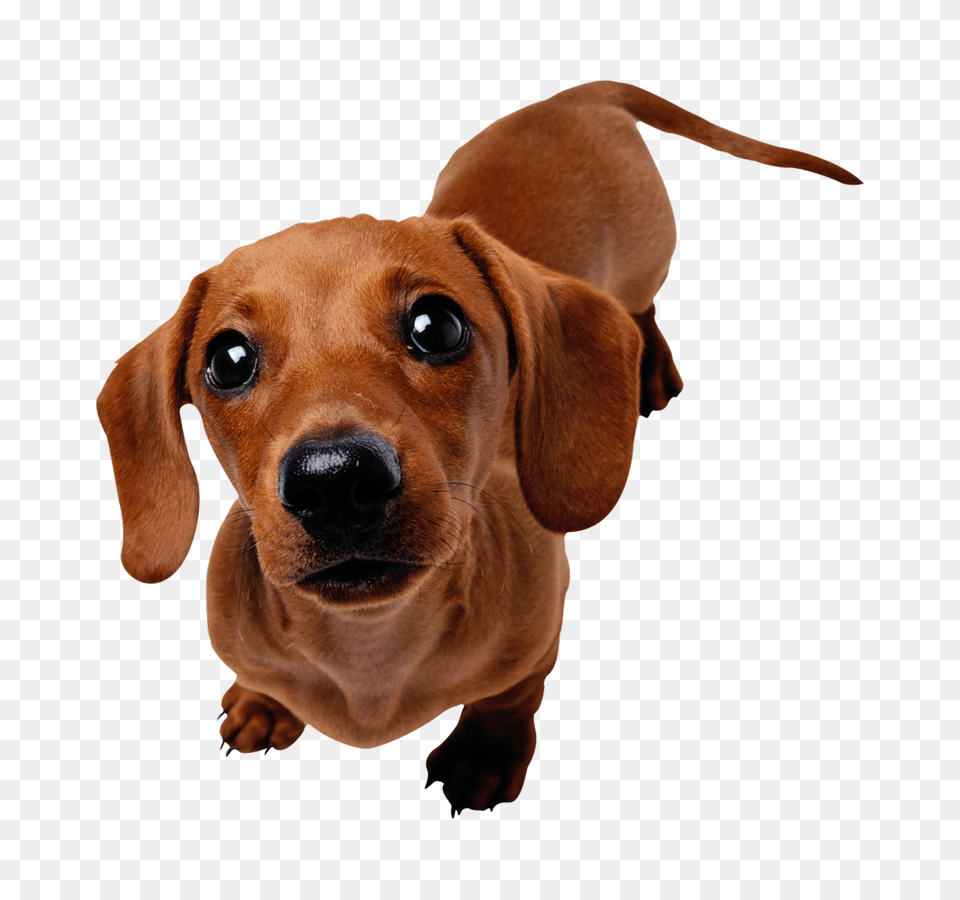 Dachshund, Animal, Canine, Dog, Hound Free Transparent Png
