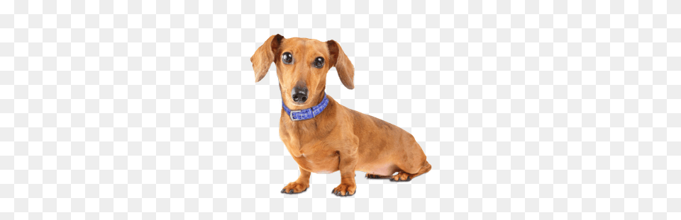 Dachshund, Snout, Accessories, Animal, Canine Free Png