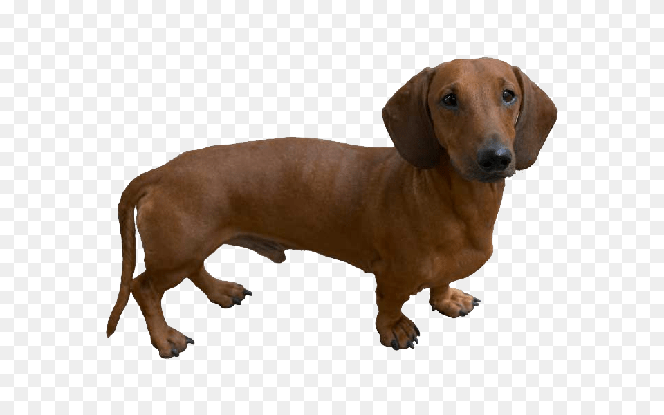 Dachshund, Snout, Animal, Canine, Dog Free Png Download