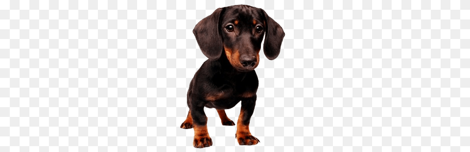 Dachshund, Animal, Canine, Dog, Mammal Free Png