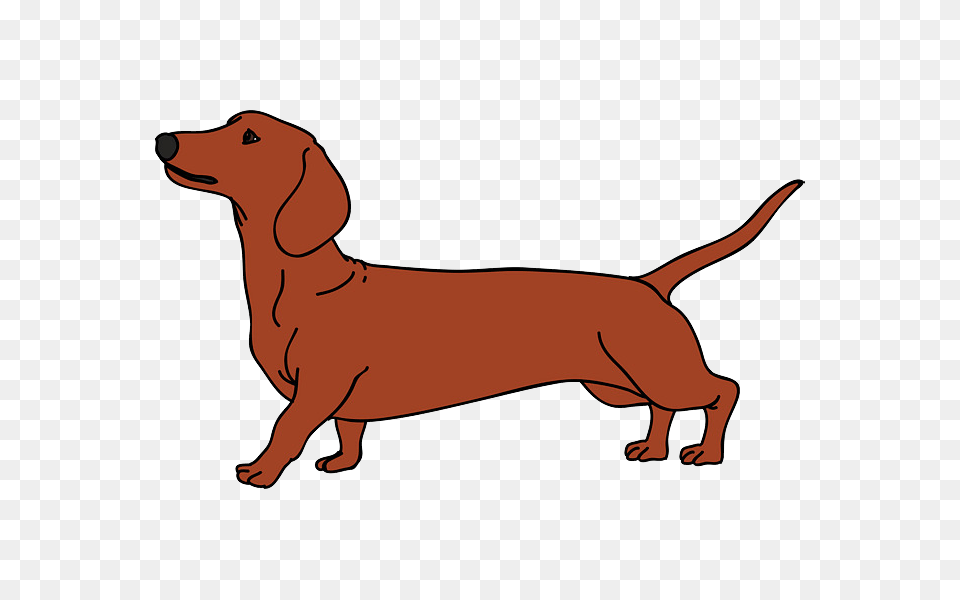 Dachshund, Animal, Canine, Dog, Mammal Png Image