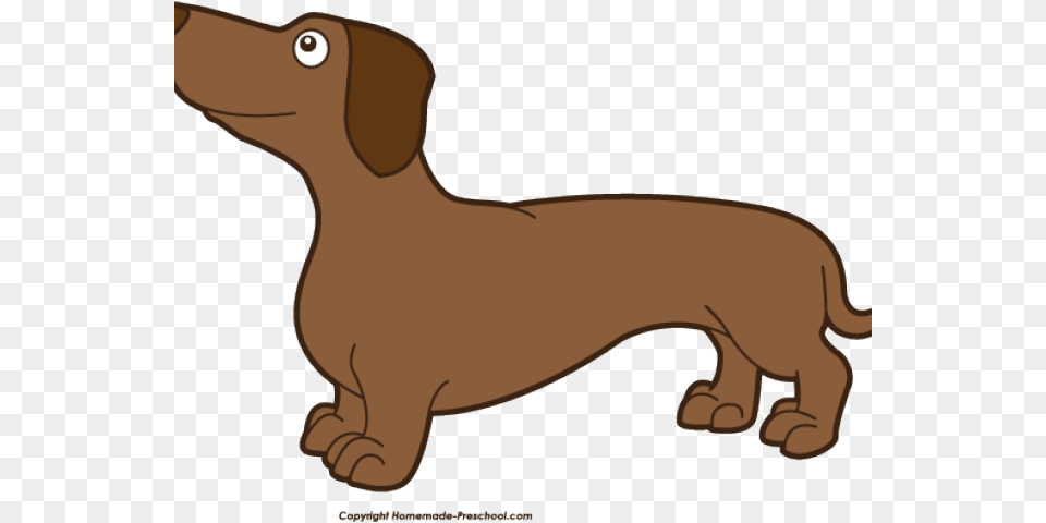 Dachshund, Snout, Animal, Canine, Dog Free Transparent Png