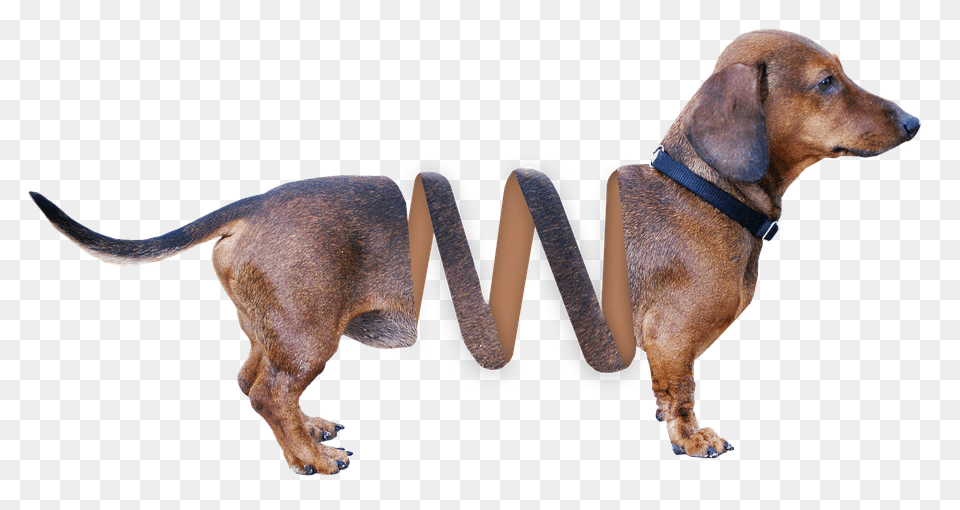 Dachshund, Accessories, Snout, Strap, Animal Png Image