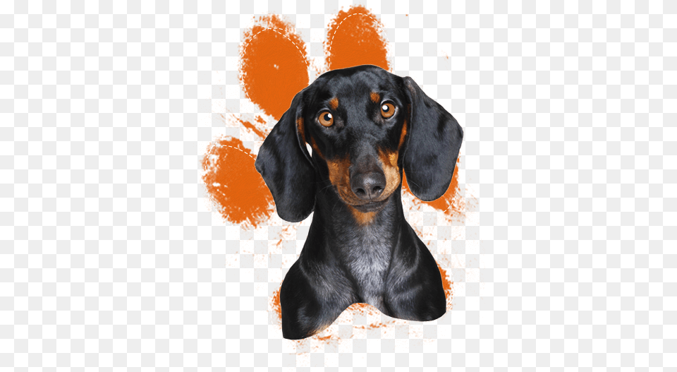 Dachshund Artified Pets Dog Journalnotebookdiary, Animal, Canine, Hound, Mammal Png