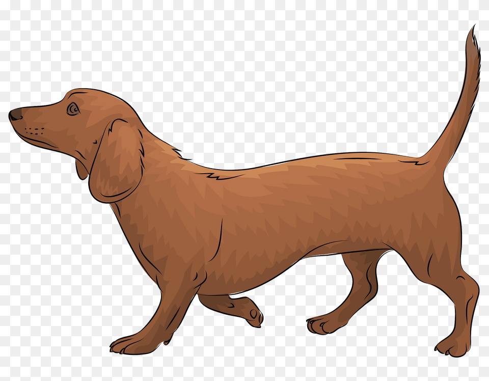 Dachshund Clipart, Animal, Canine, Dog, Golden Retriever Png