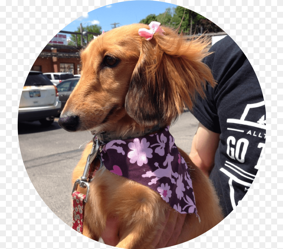 Dachshund Companion Dog, Photography, Golden Retriever, Animal, Canine Png